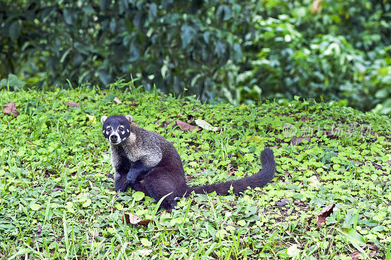 坐着的白鼻子coatimundi——在当地被称为pizotes, Koatis / Coatis是浣熊家族的一员